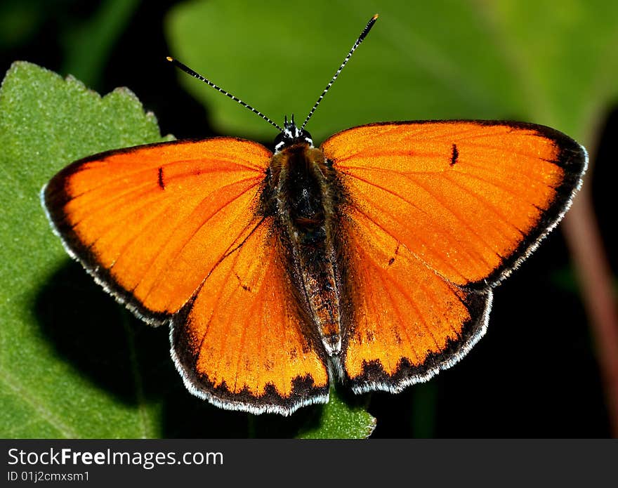 Orange butterfly on a green grass. Orange butterfly on a green grass