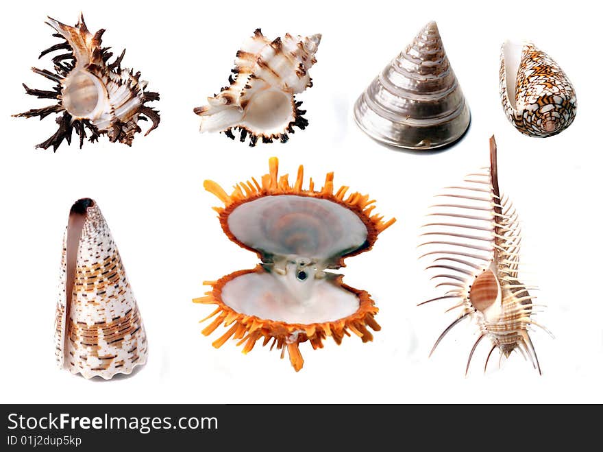 Colorful seashells, isolated on a white background.