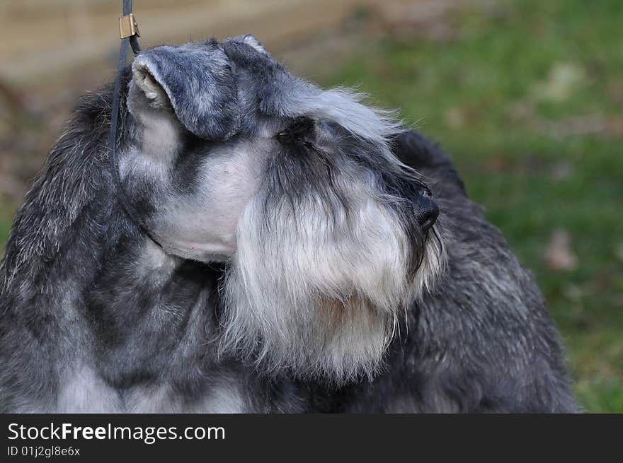 Miniature Schnauzer