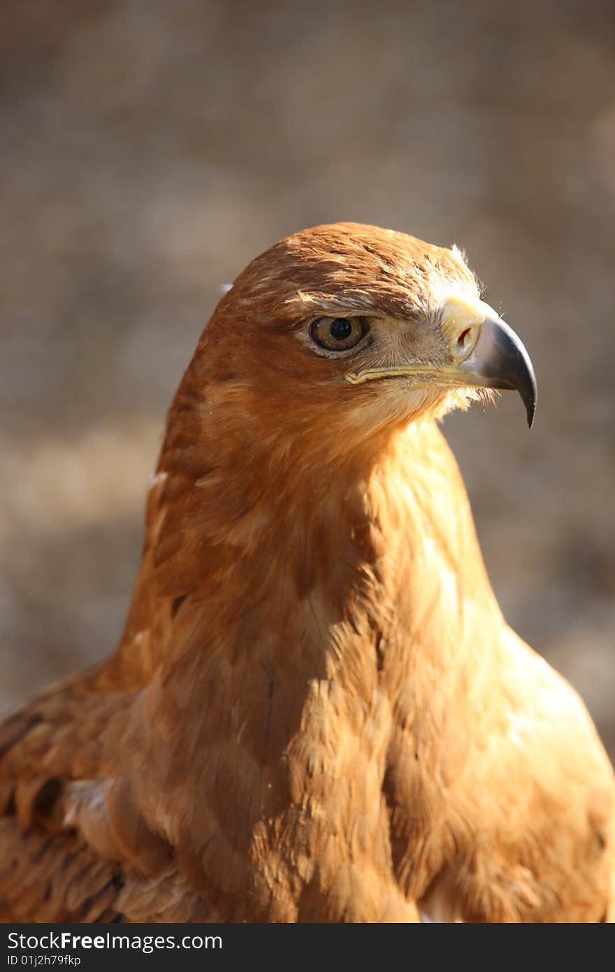 Tawny Eagle