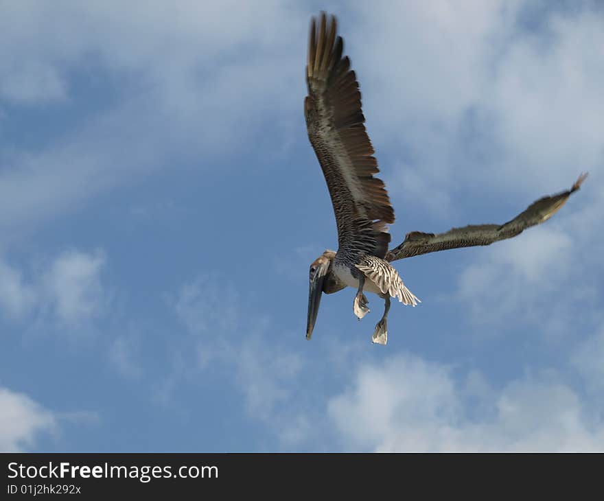 Flying pelican.