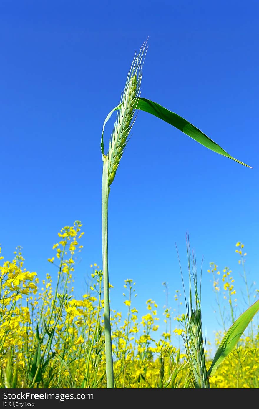 Green ear in a field