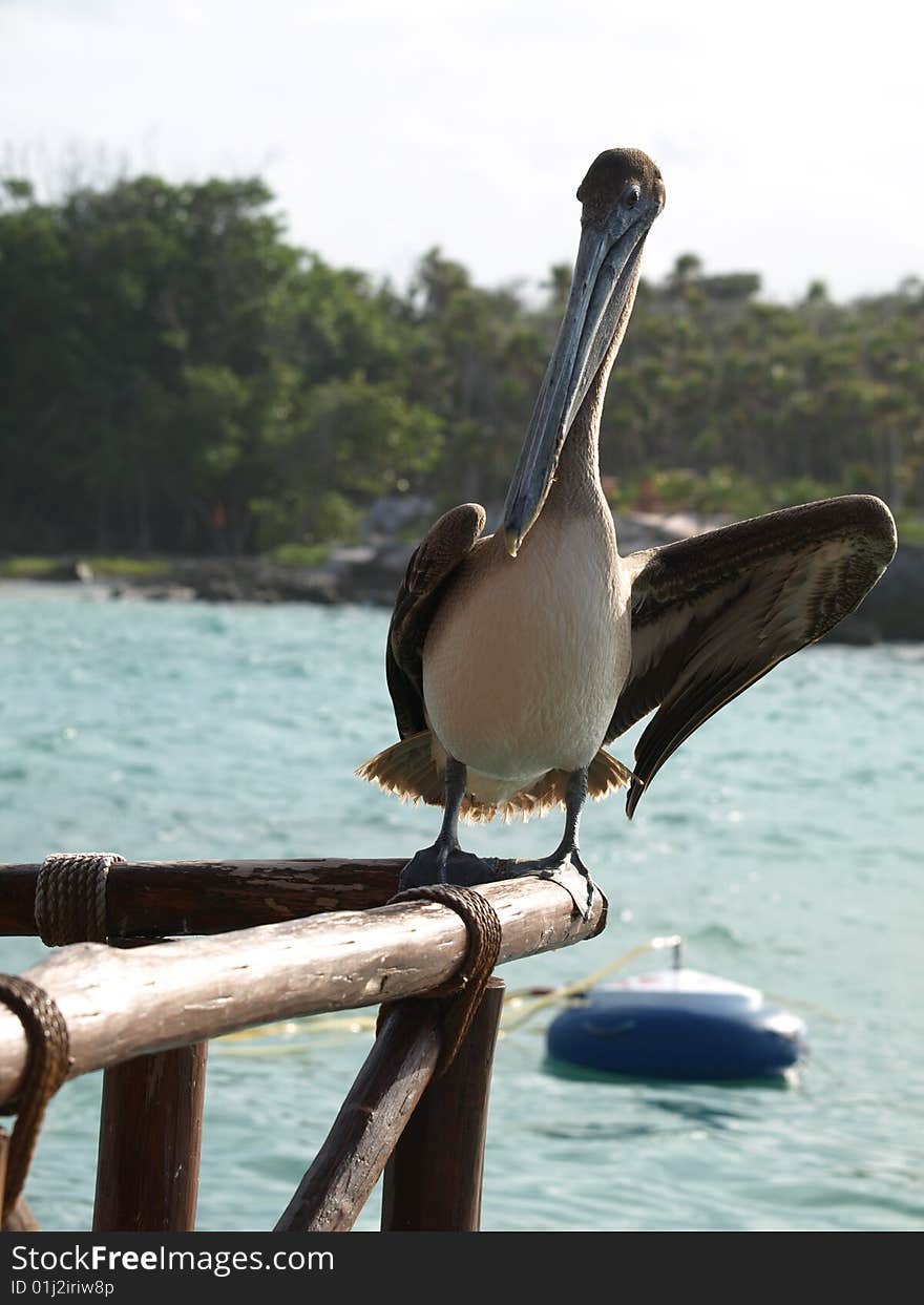 Pelican roosting on the railing of a deck hoping for a hand out. Pelican roosting on the railing of a deck hoping for a hand out.