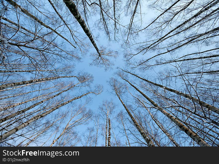 Winter tree crowns on deep blue sky. Winter tree crowns on deep blue sky