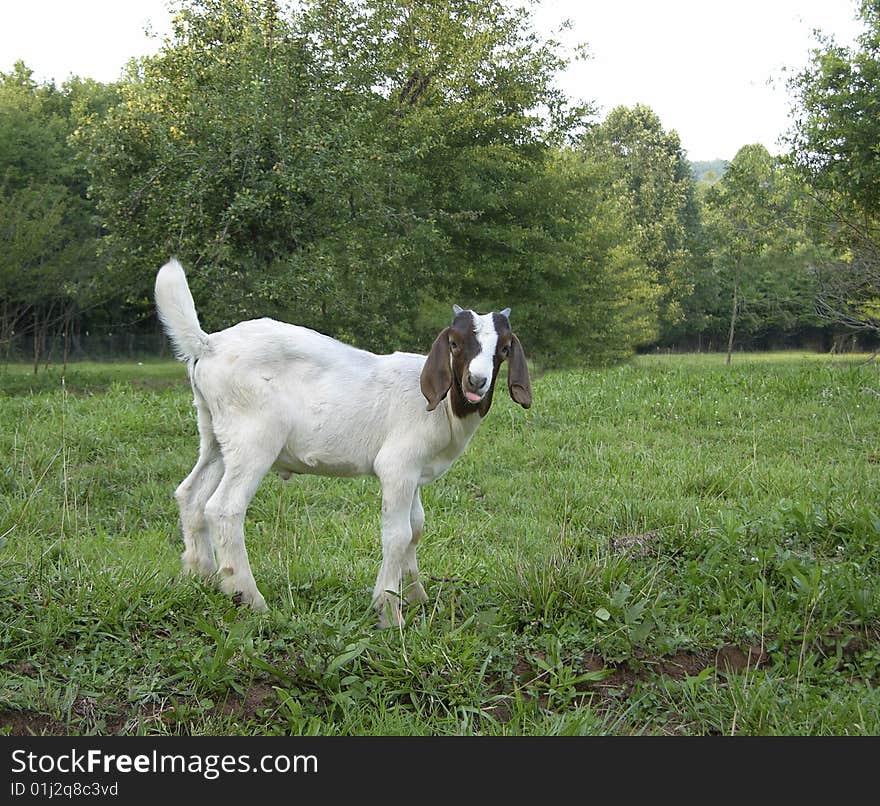 Billy goat in a pasture sticking out his tongue. Billy goat in a pasture sticking out his tongue.