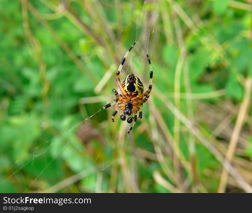 Close up of a spider. The spider weaves his net. Male.South of Russian Far East. Close up of a spider. The spider weaves his net. Male.South of Russian Far East.