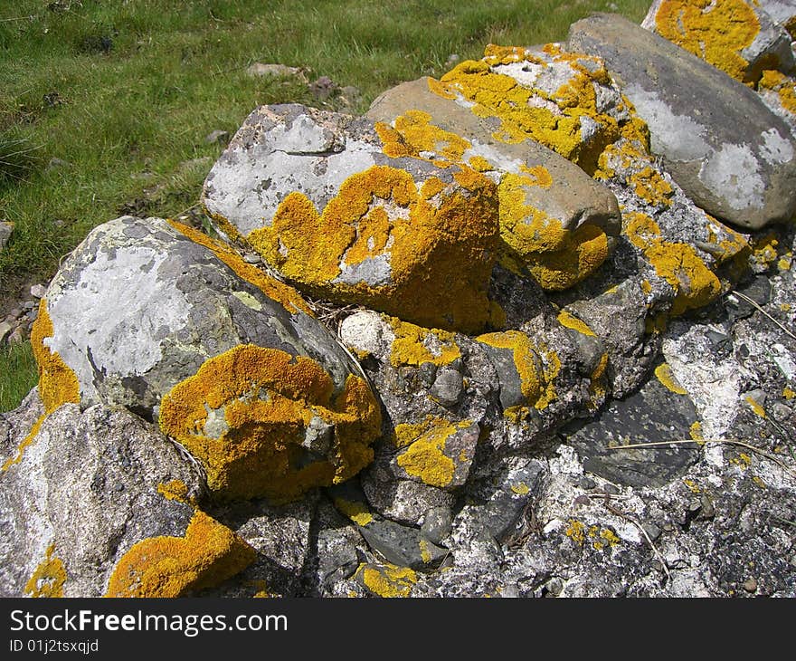 Yellow lichen on wall in yorkshire dales