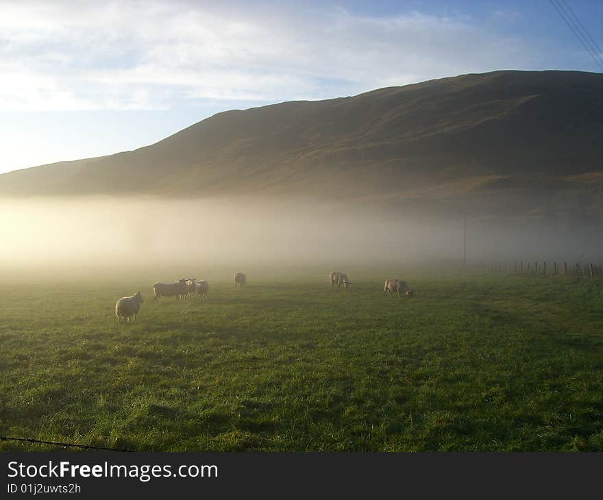 Morning mist hills and sheep