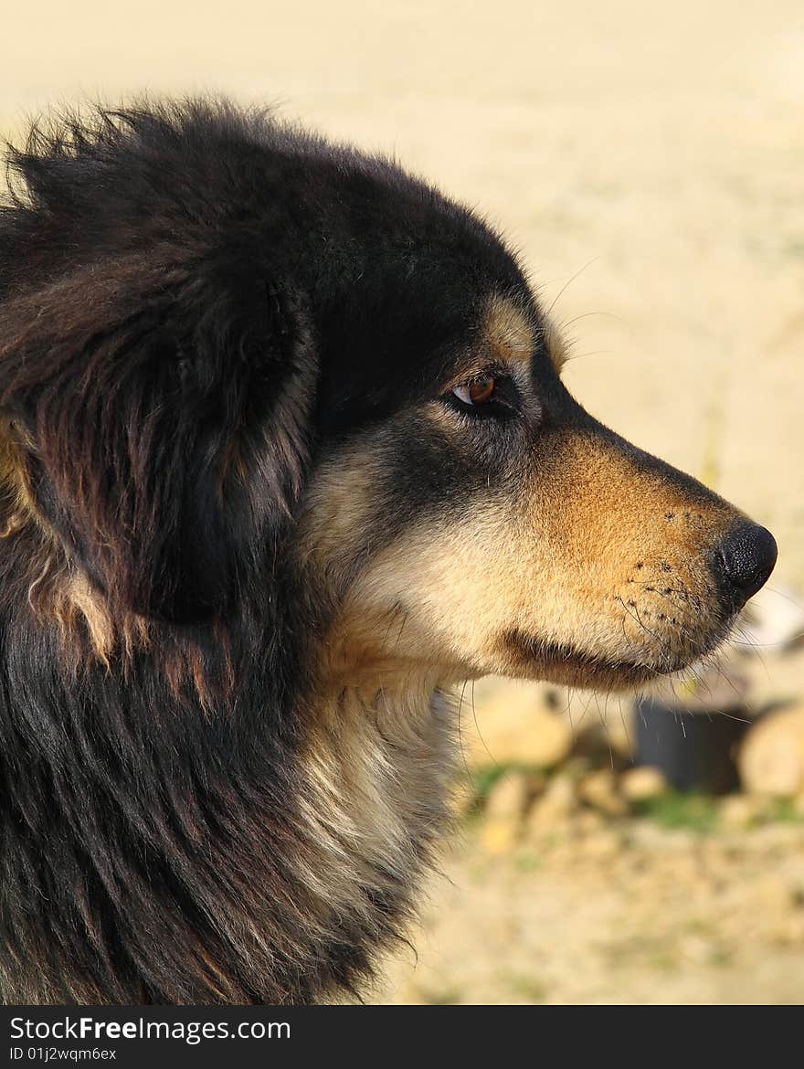 Dog in profile, looking away.