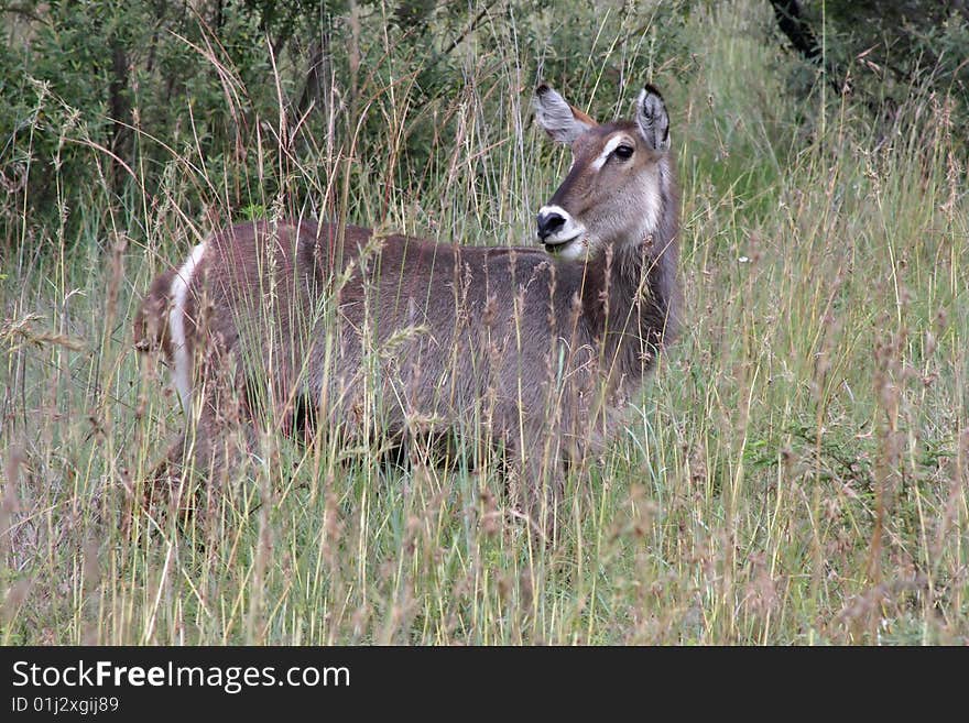 Waterbuck