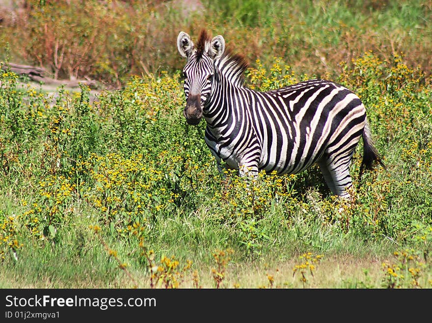 Plains Zebra