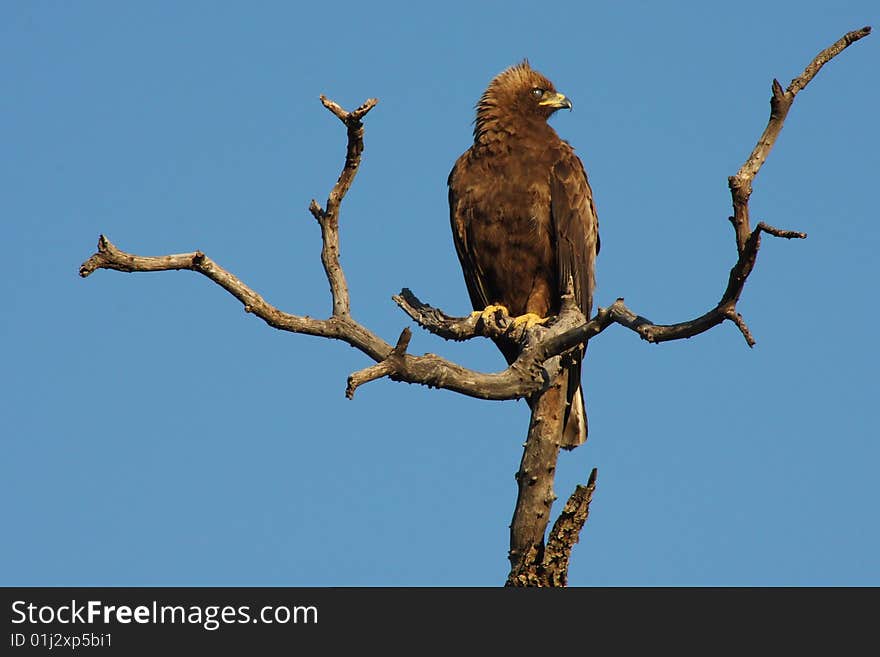 African Eagle