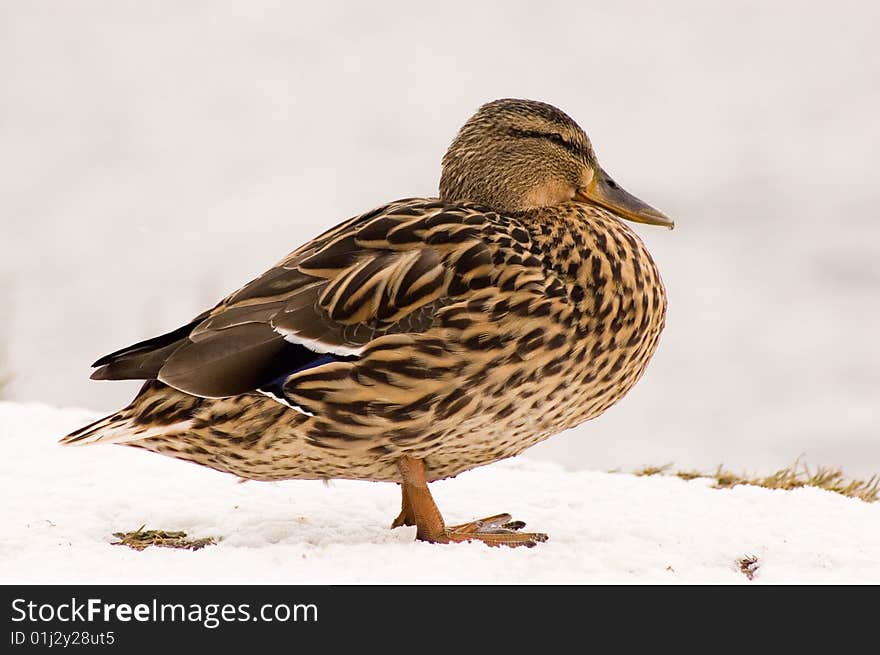 Duck stand on snow, cold weather and wind. Duck stand on snow, cold weather and wind