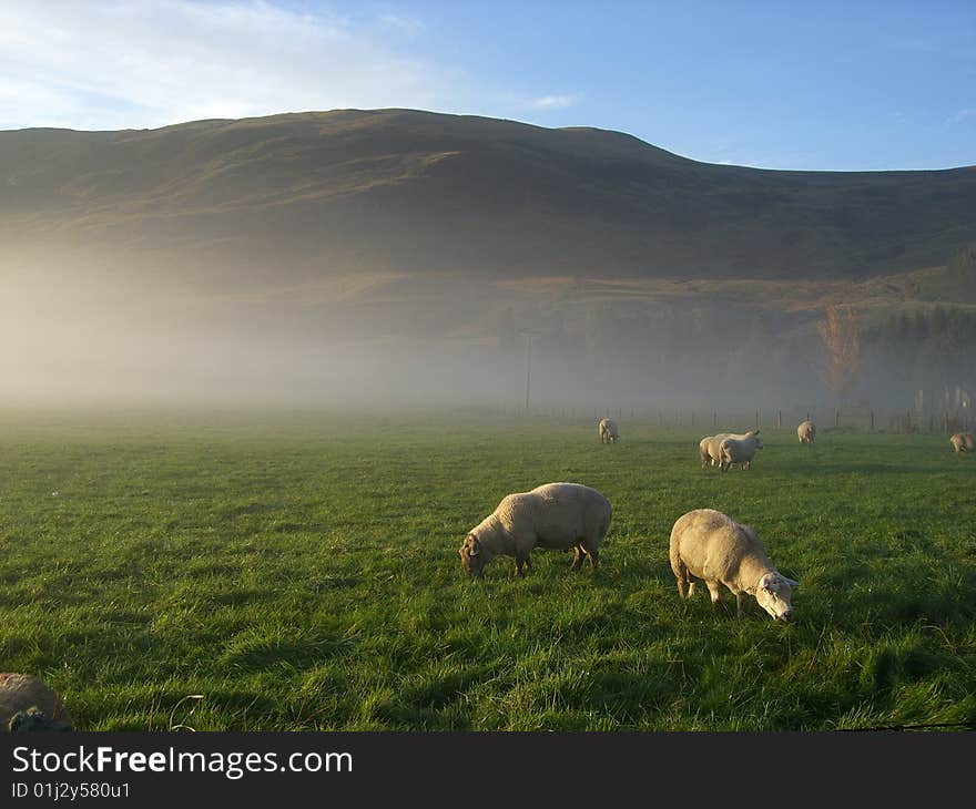 Morning mist hills and sheep 2