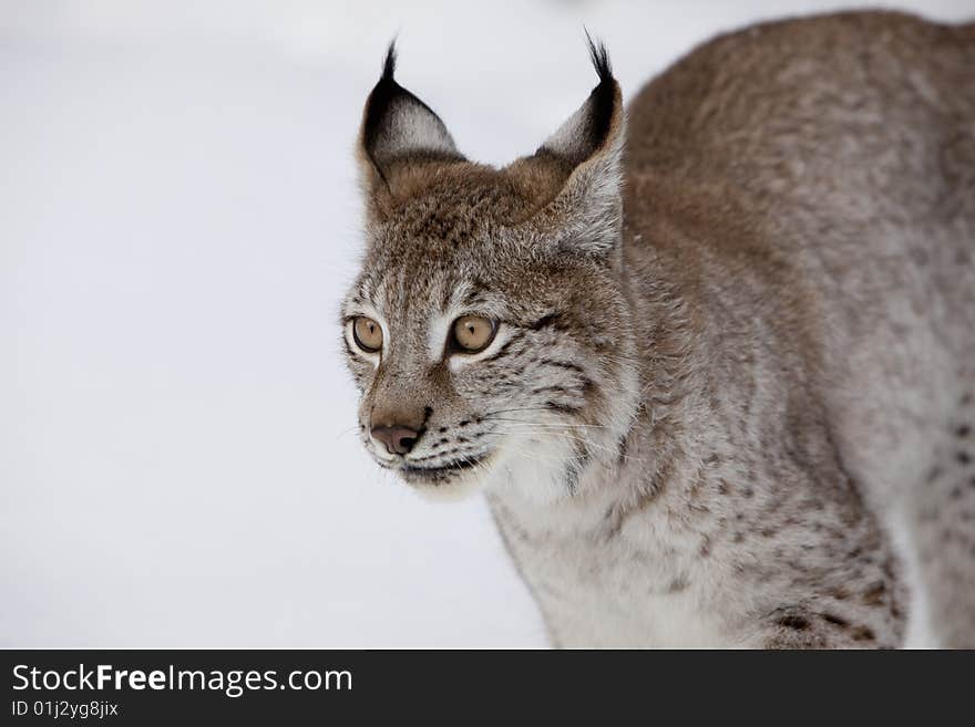 Siberian Lynx Ear Tuffs