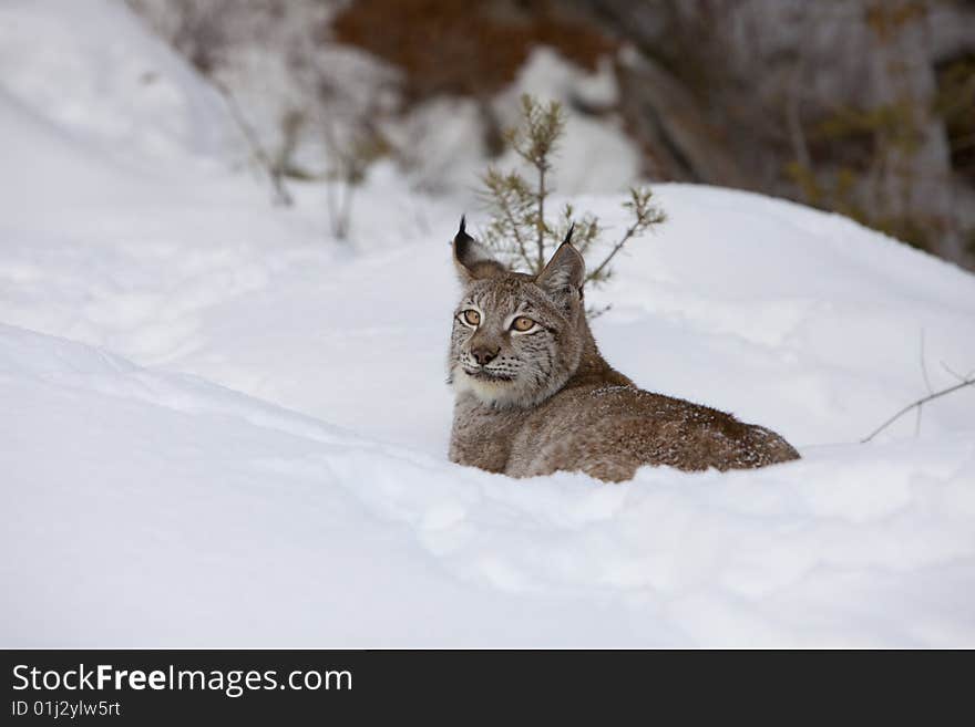 Canadian Lynx in Relaxed Stance