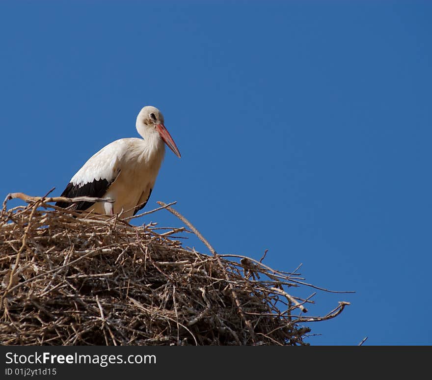 A White Stork (Ciconia ciconia) perched on top of its nest in Selcuk, Turkey. A White Stork (Ciconia ciconia) perched on top of its nest in Selcuk, Turkey