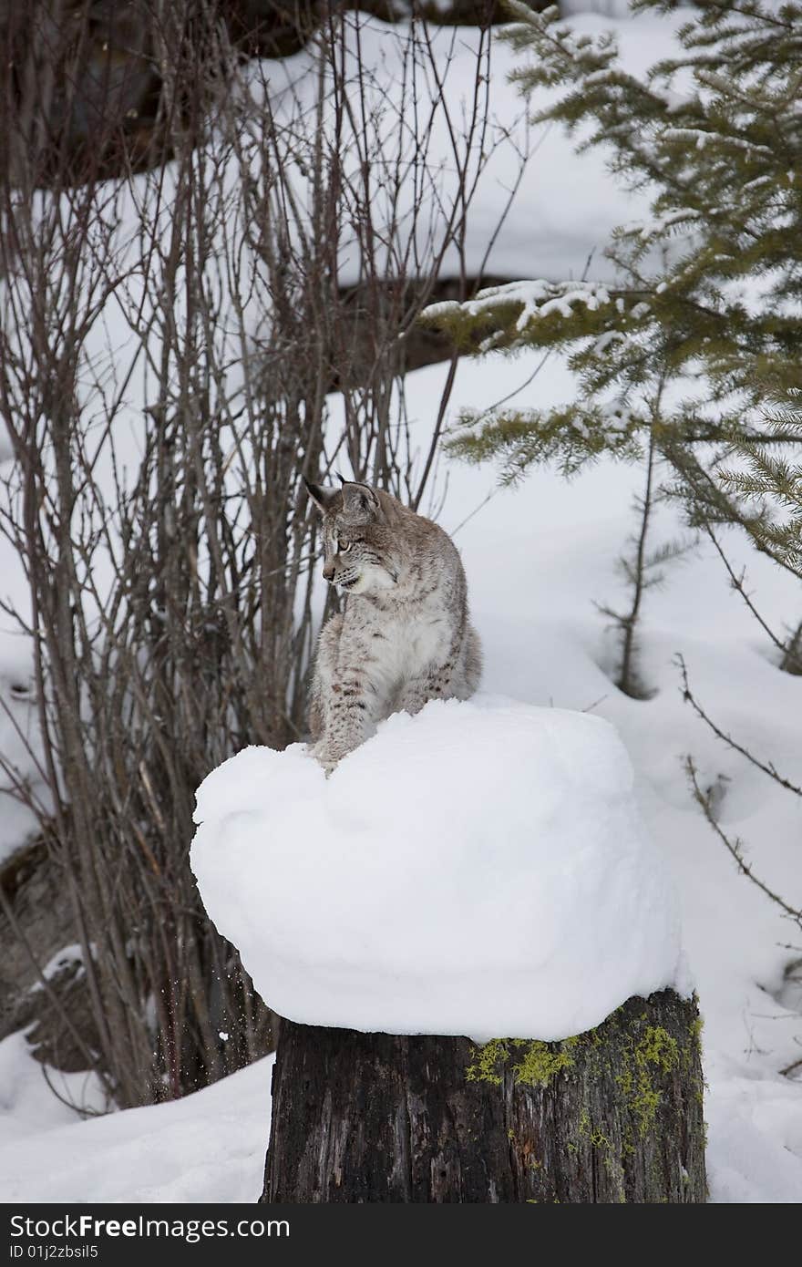 Siberian Lynx Sitting on Log