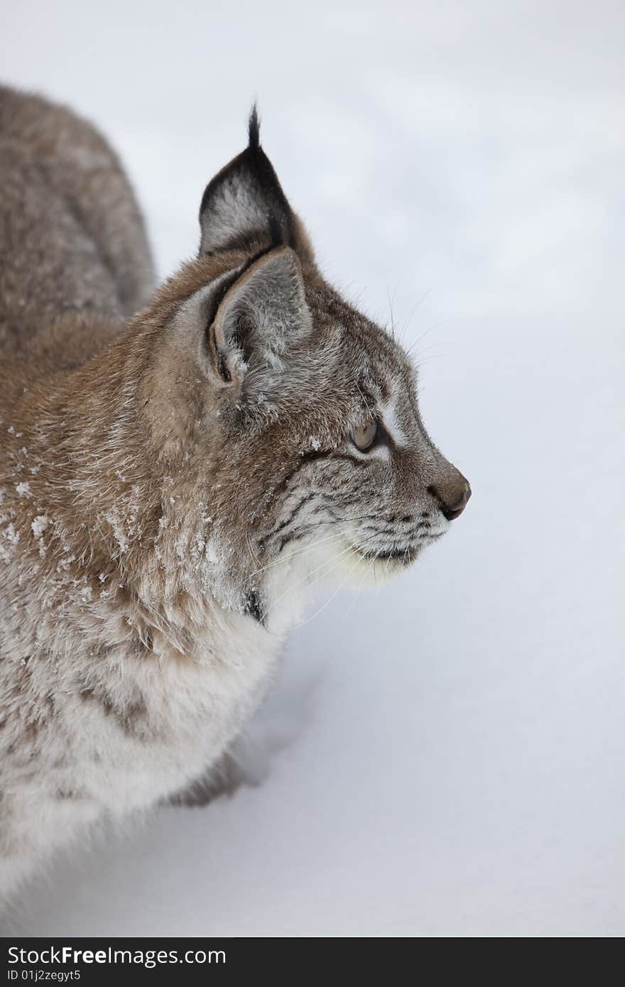 Canadian Lynx Up Close