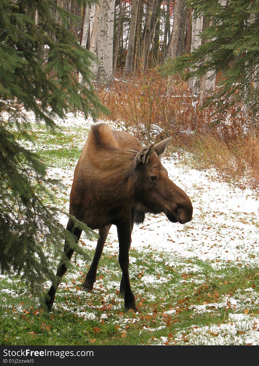 A cow moose on grass during early winter. A cow moose on grass during early winter.