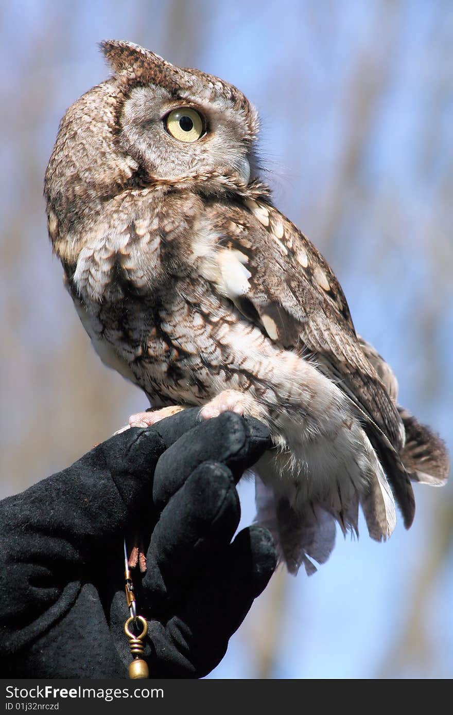 Screech owl up close