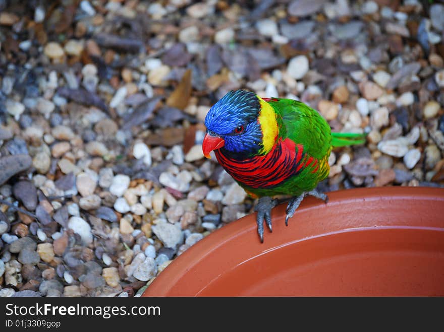 This Lorikeet sits on the edge of a dish. This Lorikeet sits on the edge of a dish.