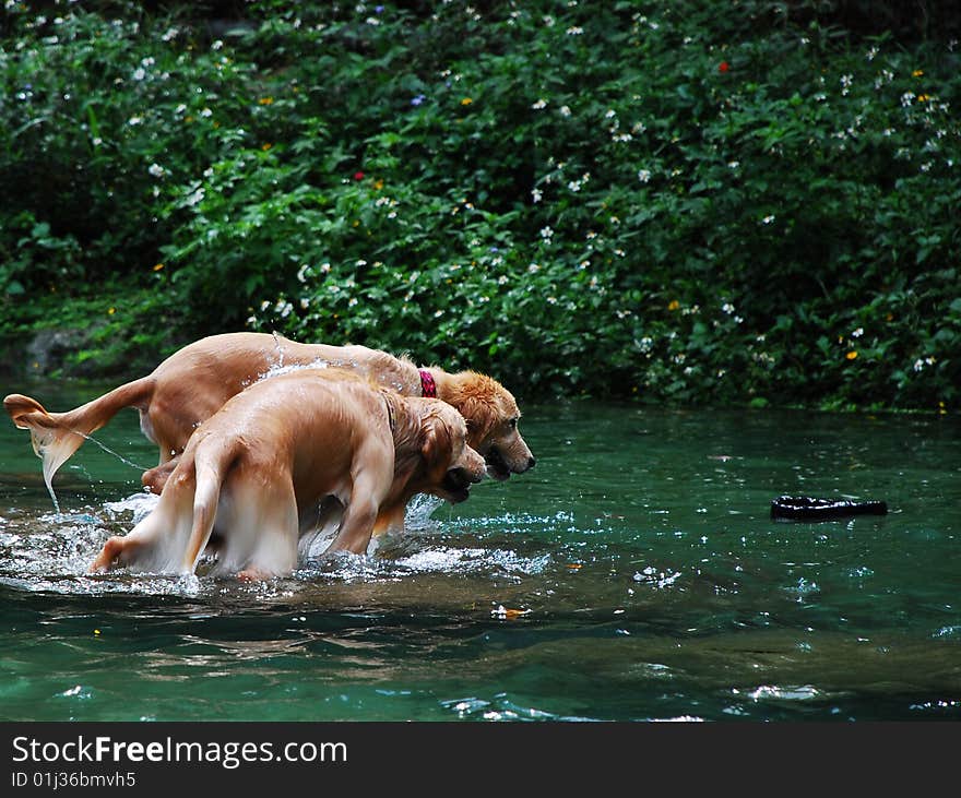 Two golden retrievers are snatching the toy. Two golden retrievers are snatching the toy