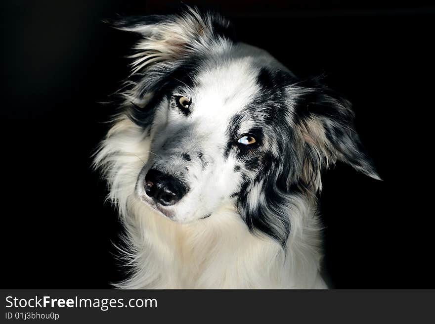 Inquisitive Border Collie on black background