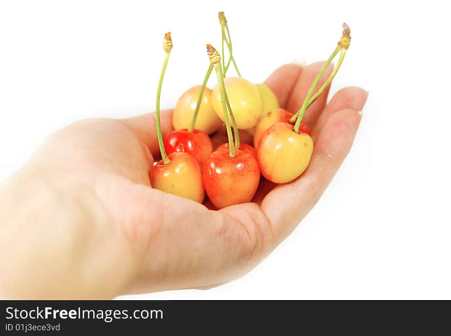 Handful of cherries in woman hand over white. Handful of cherries in woman hand over white