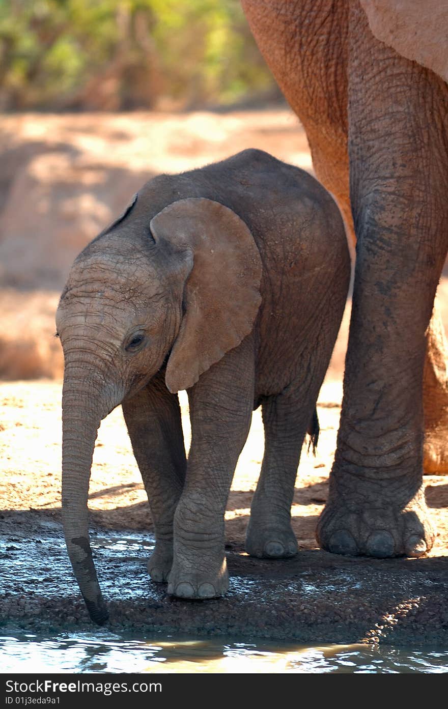 African elephant cub