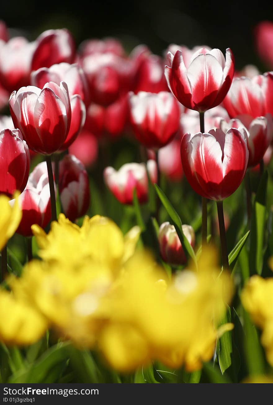 Red tulips in Taoyuan, Taiwan