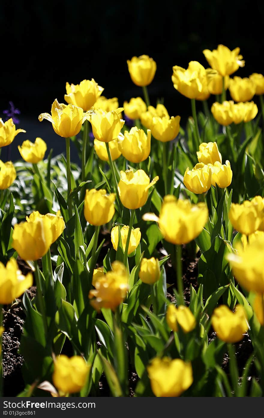 Yellow tulips in Taoyuan, Taiwan