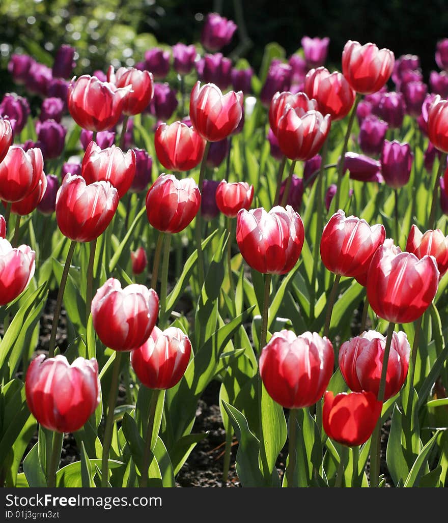 Red and White Tulips in Taoyuan, Taiwan