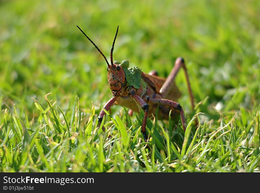 Beautiful grasshopper (Phymateus leprosis) in South Africa