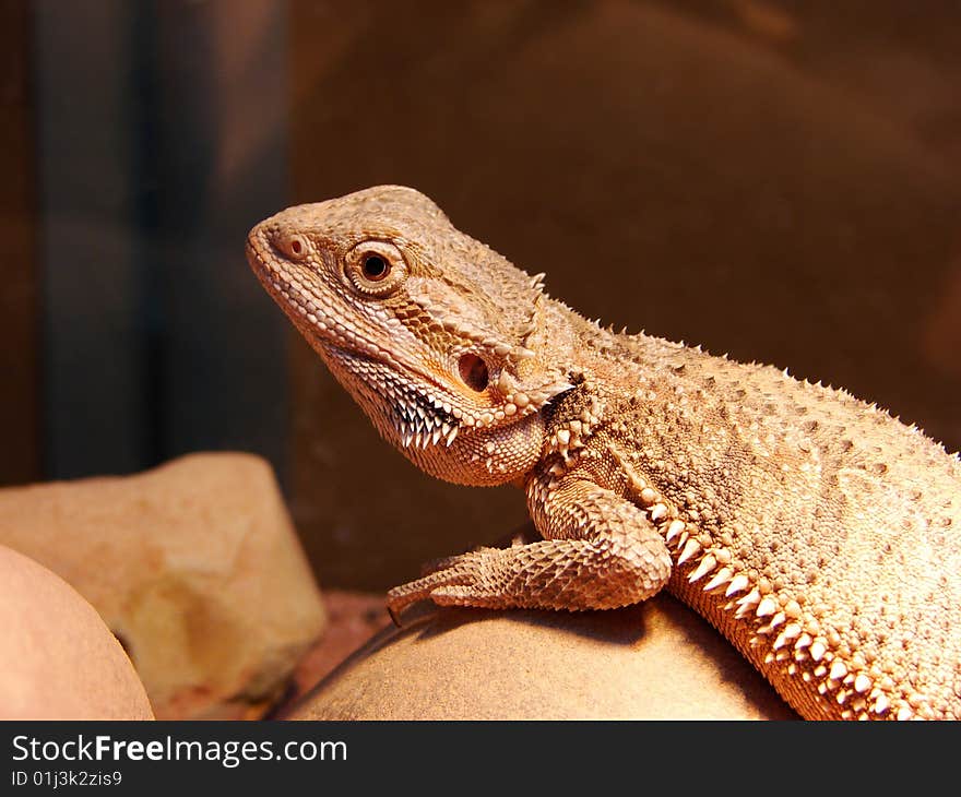 A bearded dragon on background.