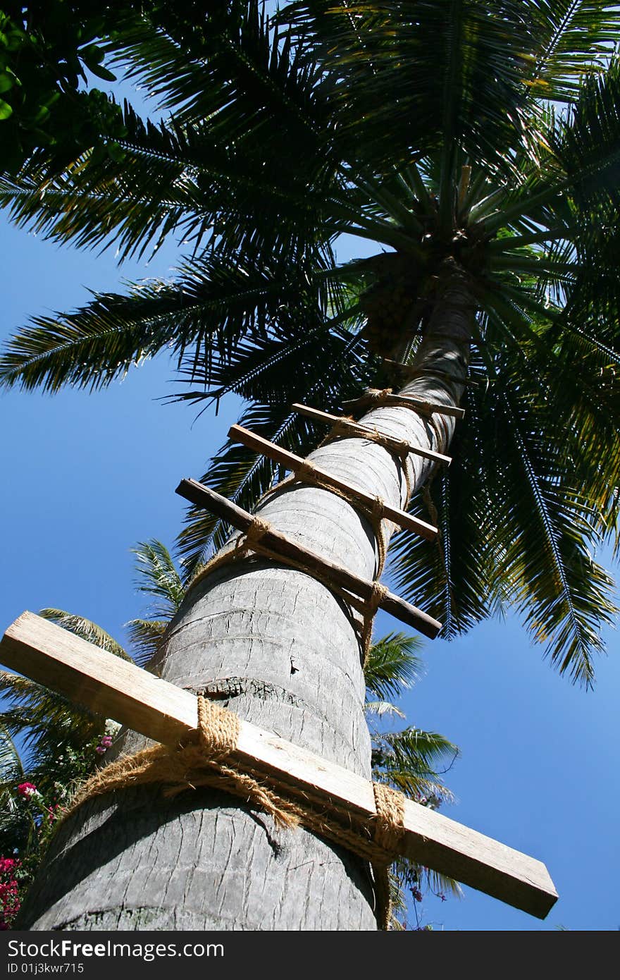 Palm with stair for gathering coconuts