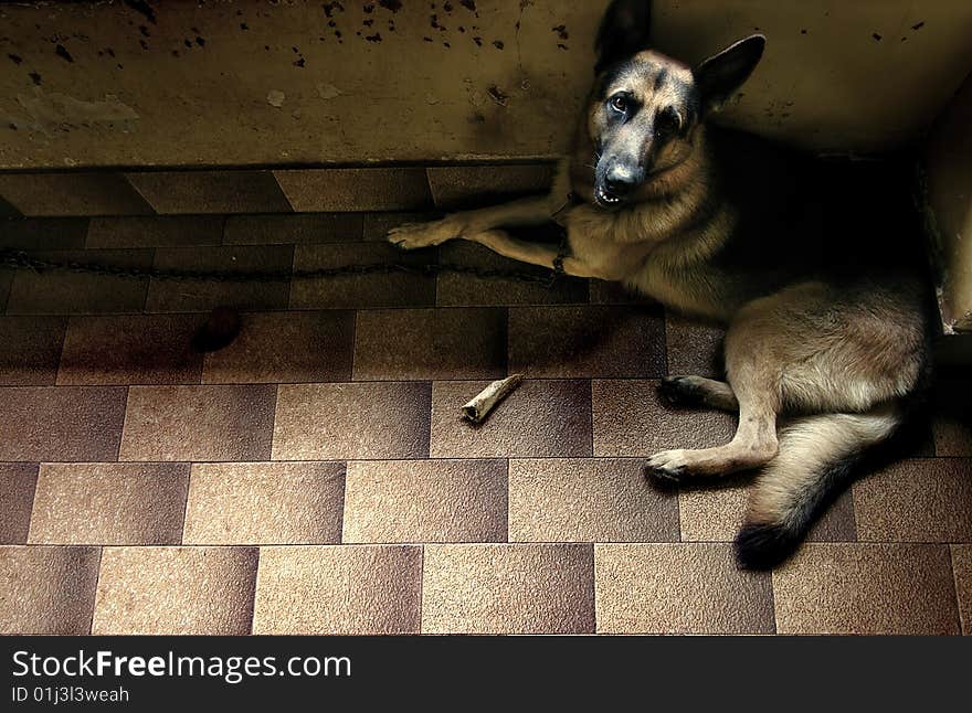 German Shepherd looking up