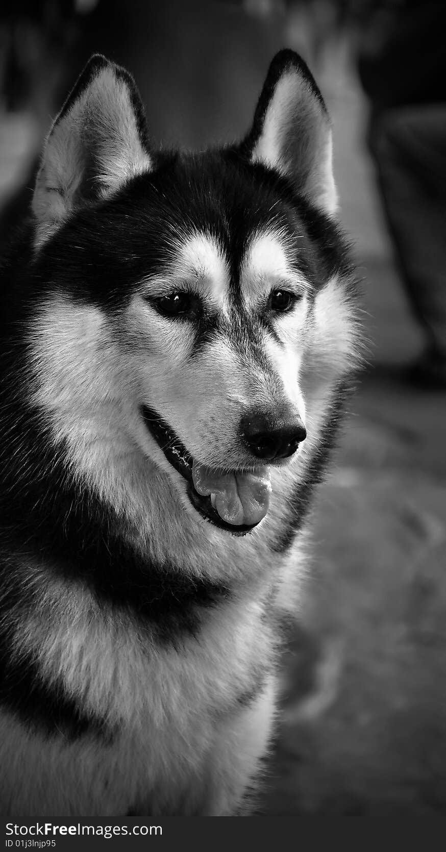 Black and white portrait of siberian husky