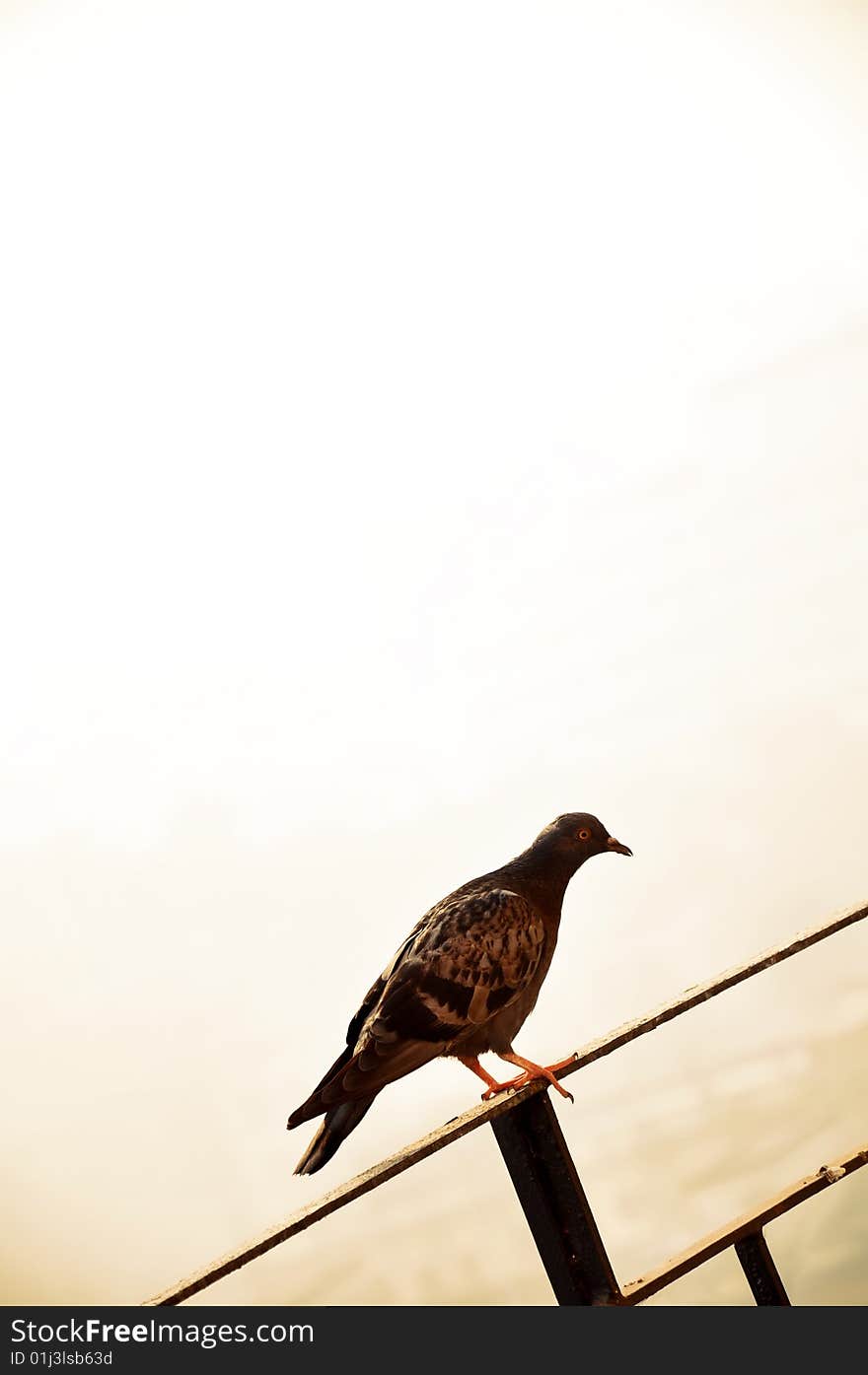 Single pigeon sitting on railing