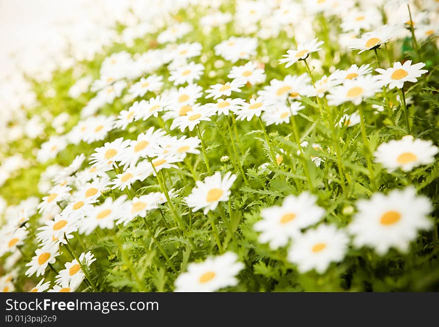 Field of daisies, selective DOF, focus on right.