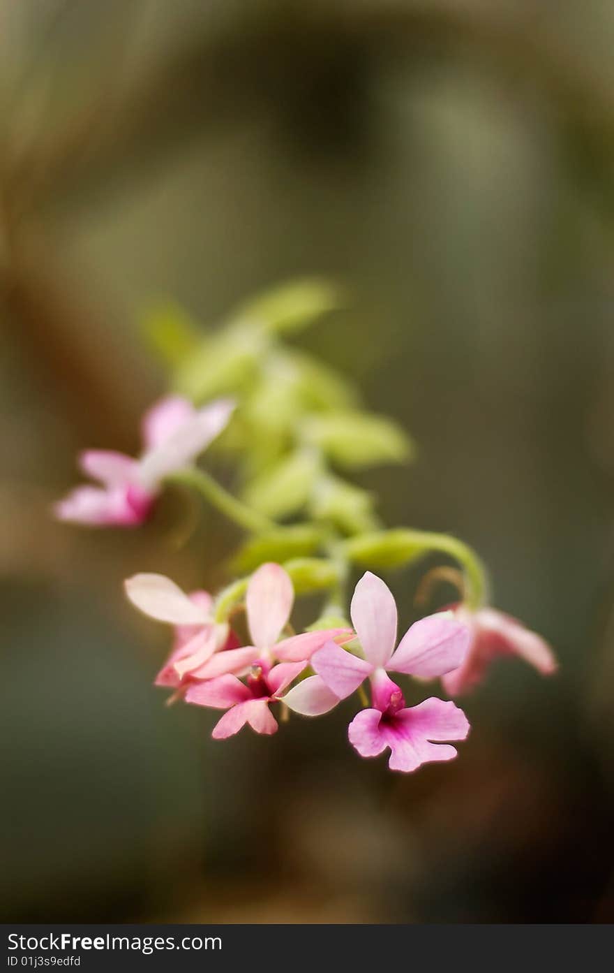 Little pink orchid flowers