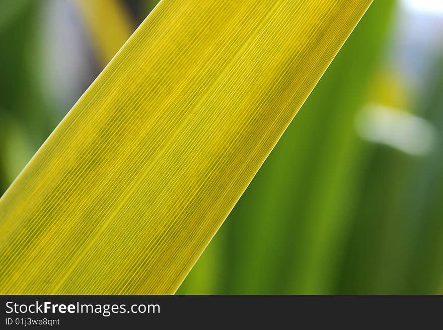 Close up of a green leaf, background out of focus.