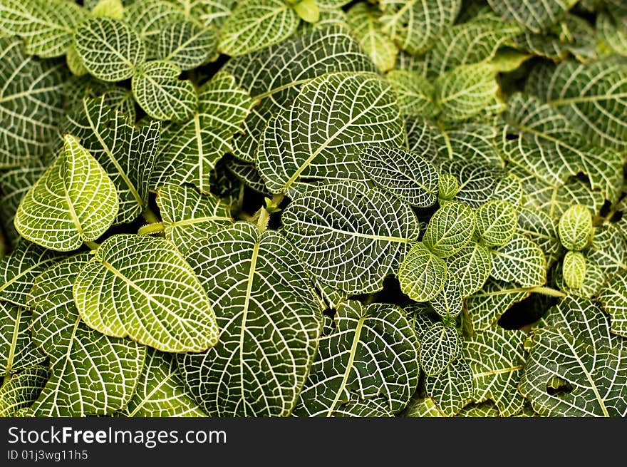 Background with green striped leaves. Background with green striped leaves