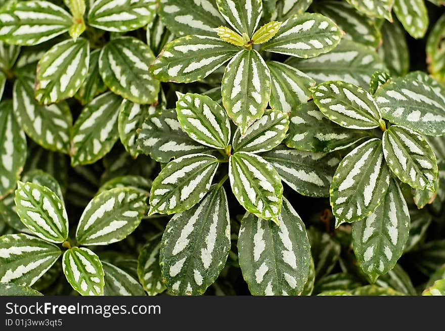 Green Striped Leaves Background