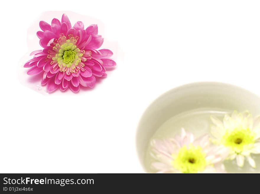 Fresh white chrysanthemums and pink colors for aroma therapy and spa. Fresh white chrysanthemums and pink colors for aroma therapy and spa