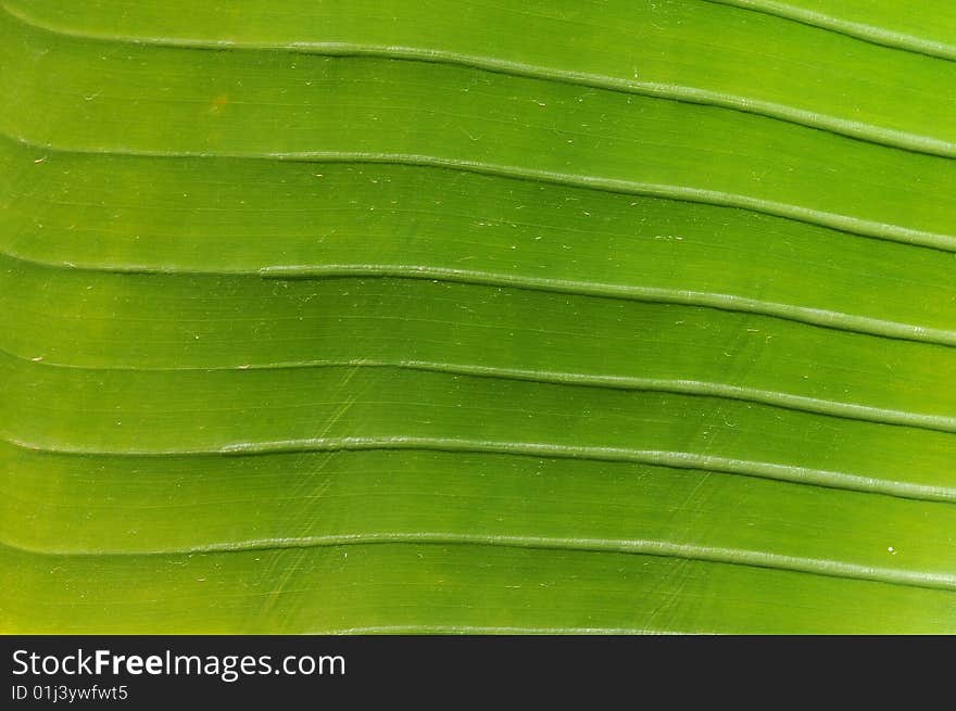 Close up of a green leaf, some horizontal lines visible.