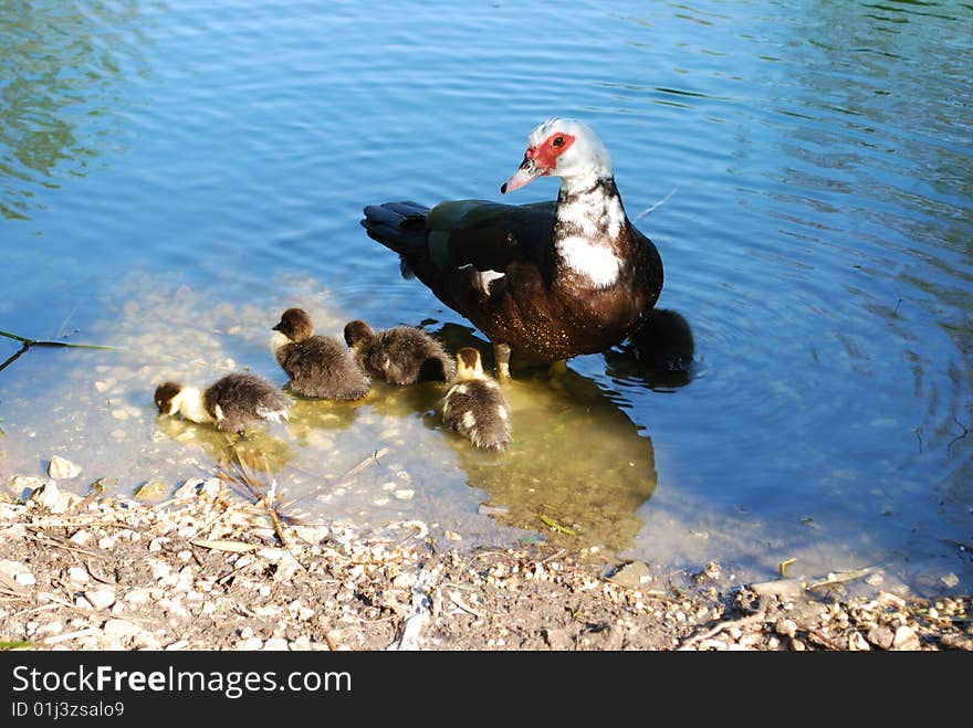 Ducks and family