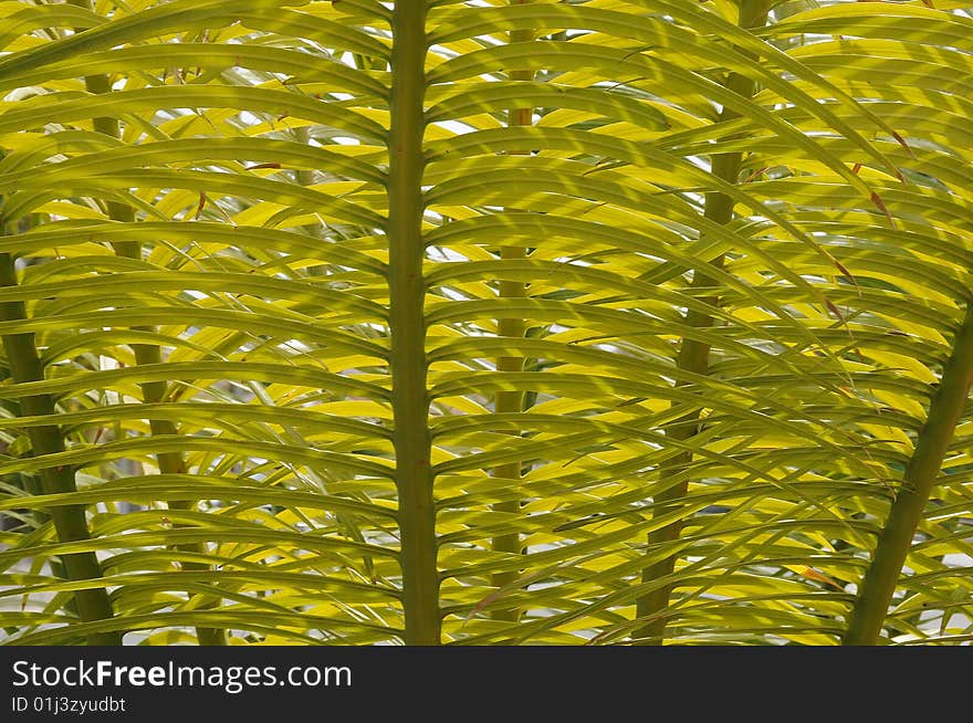 Close up of a green leaf,all leafs in a horizontal arrangement.