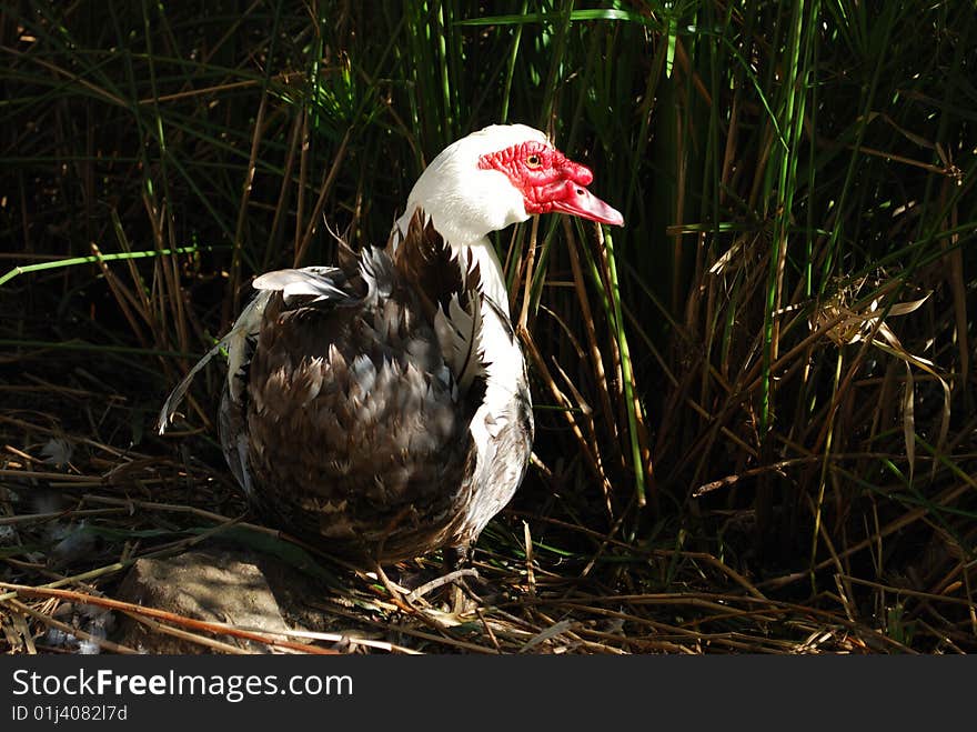 Duck on green vegetation