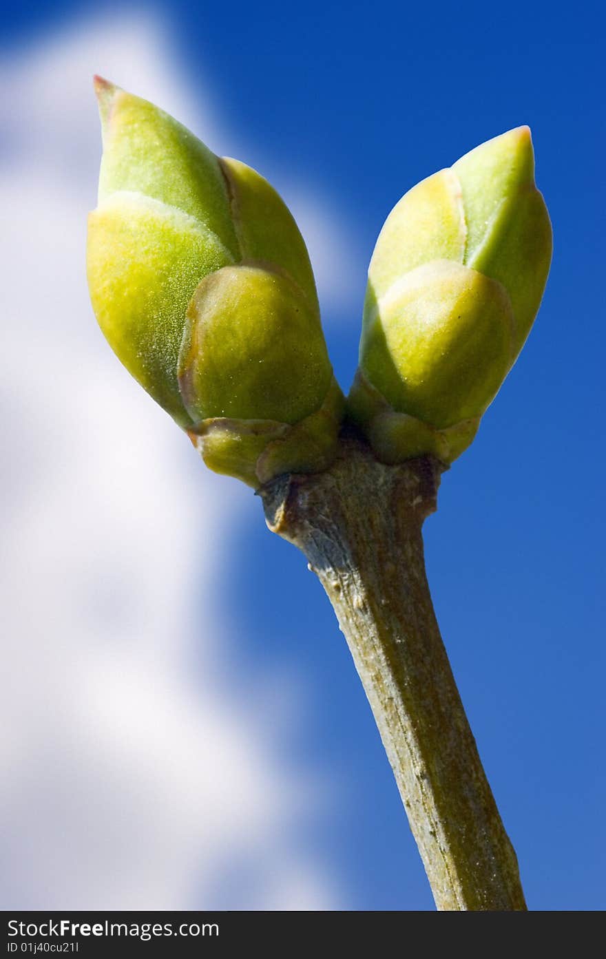 Bud